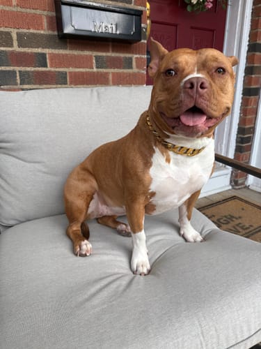 Customer photo review of THE CUBAN 1 Inch Dog Collar - Gold Cuban Link Premium Collection