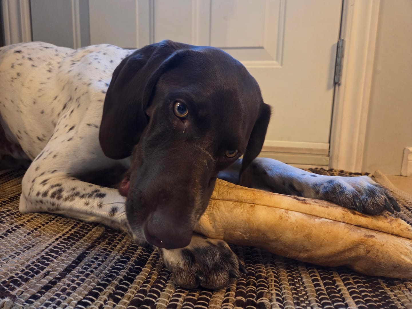 Customer photo review of 10-12 Inch Peanut Butter Cheek Roll