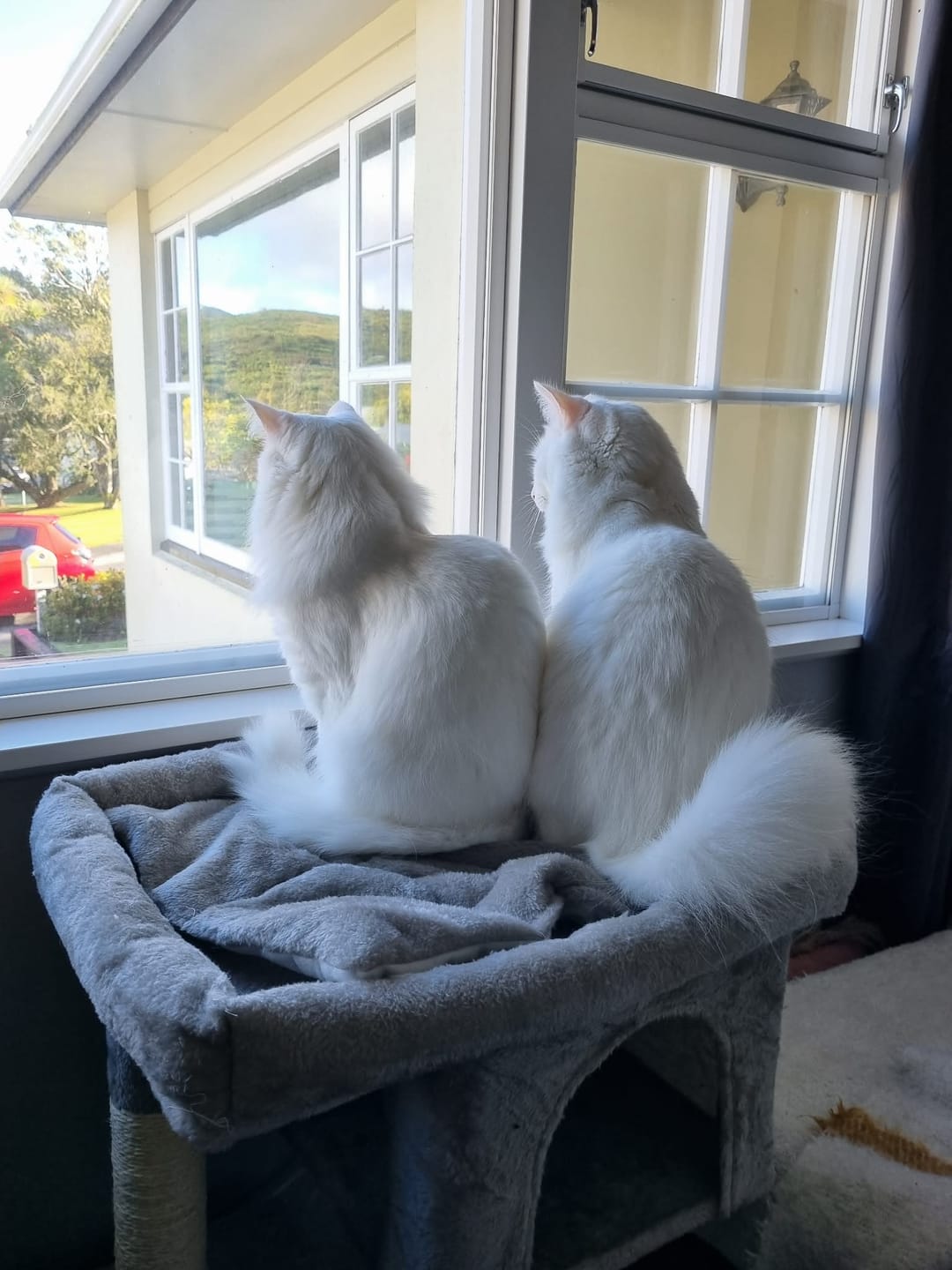 Customer photo review of Cat Tree 84cm Tall - Light Grey