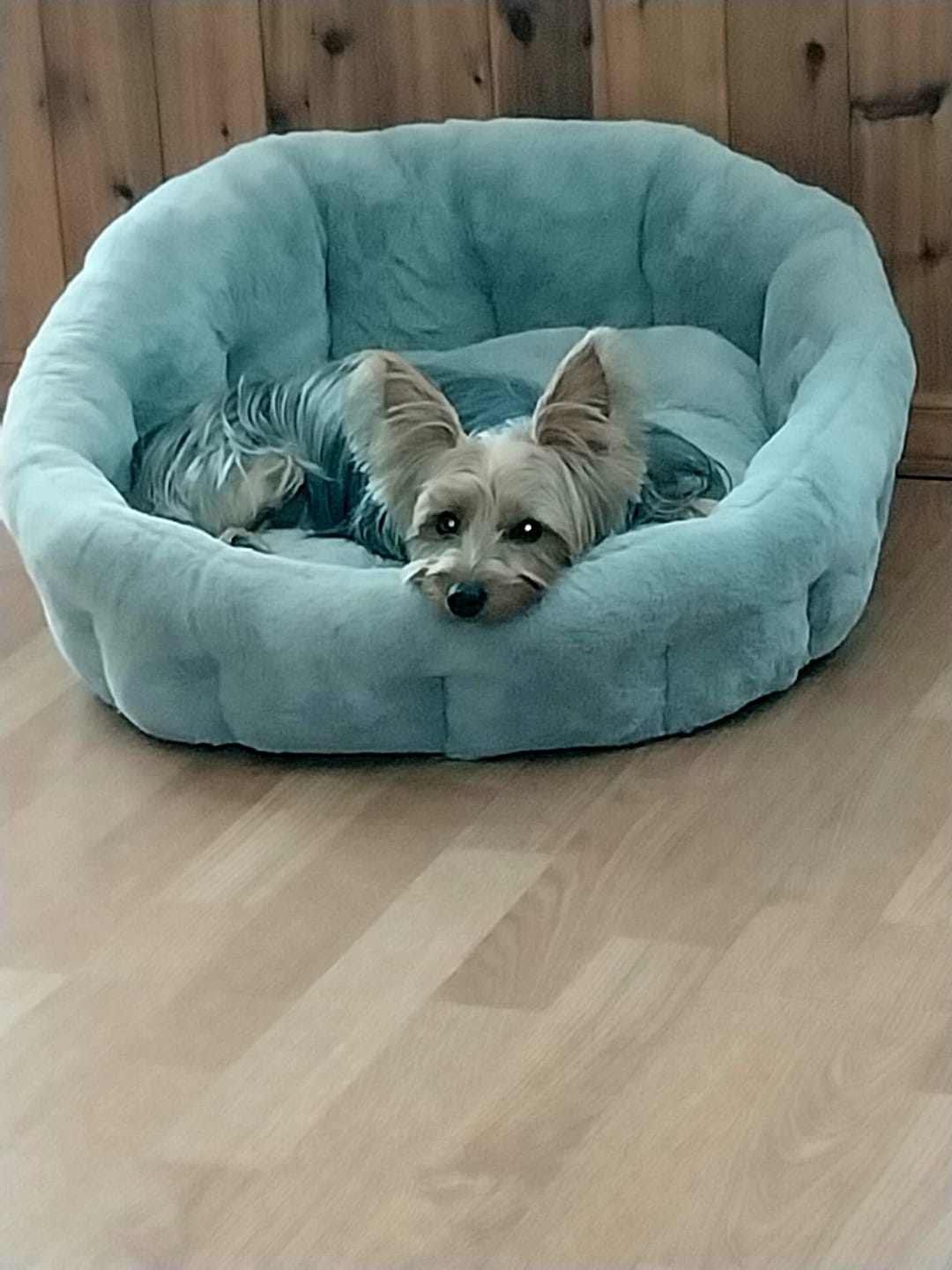 Customer photo review of Calming Lounger Dog Bed
