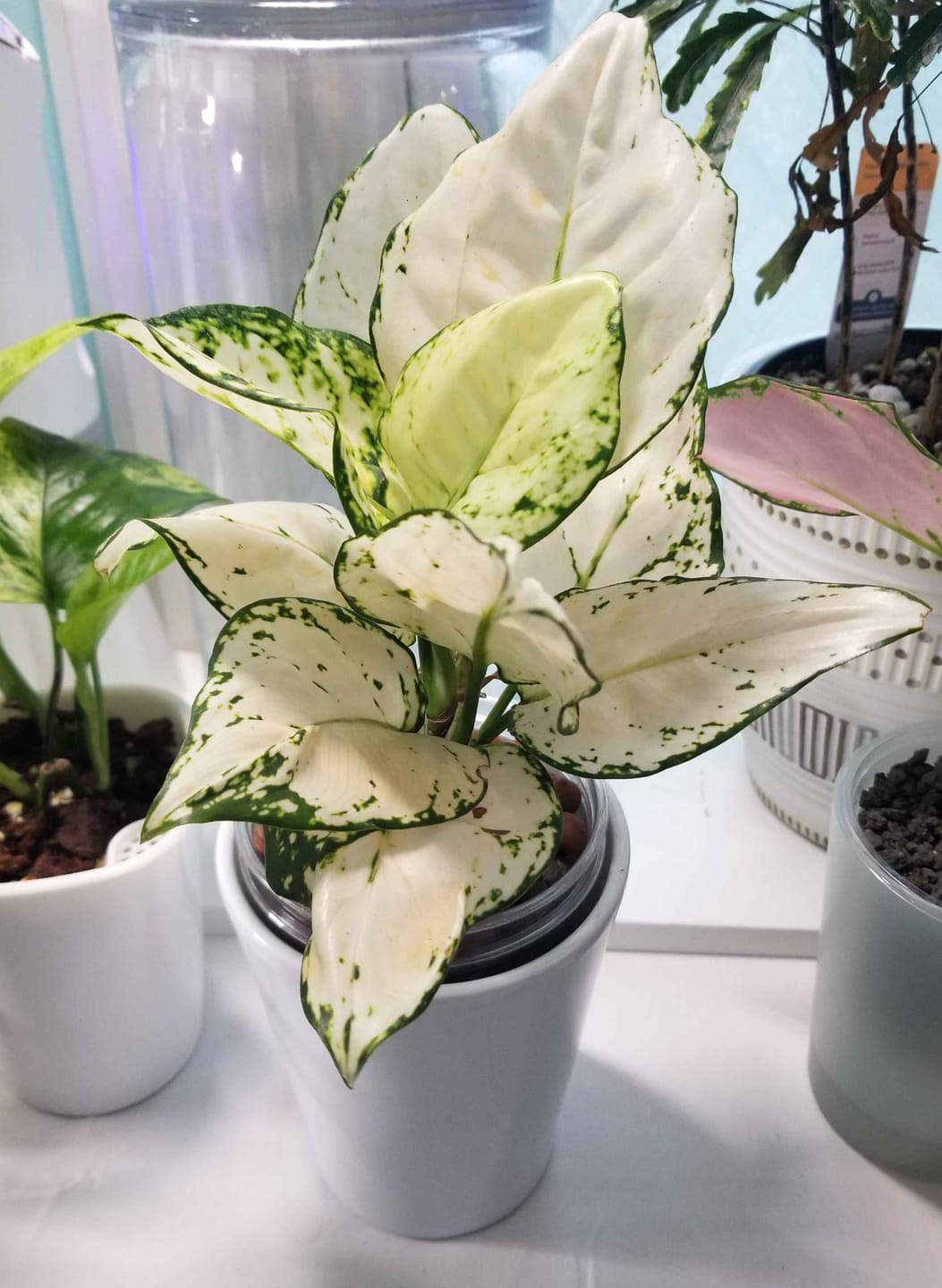 Customer photo review of Aglaonema 'Super White'