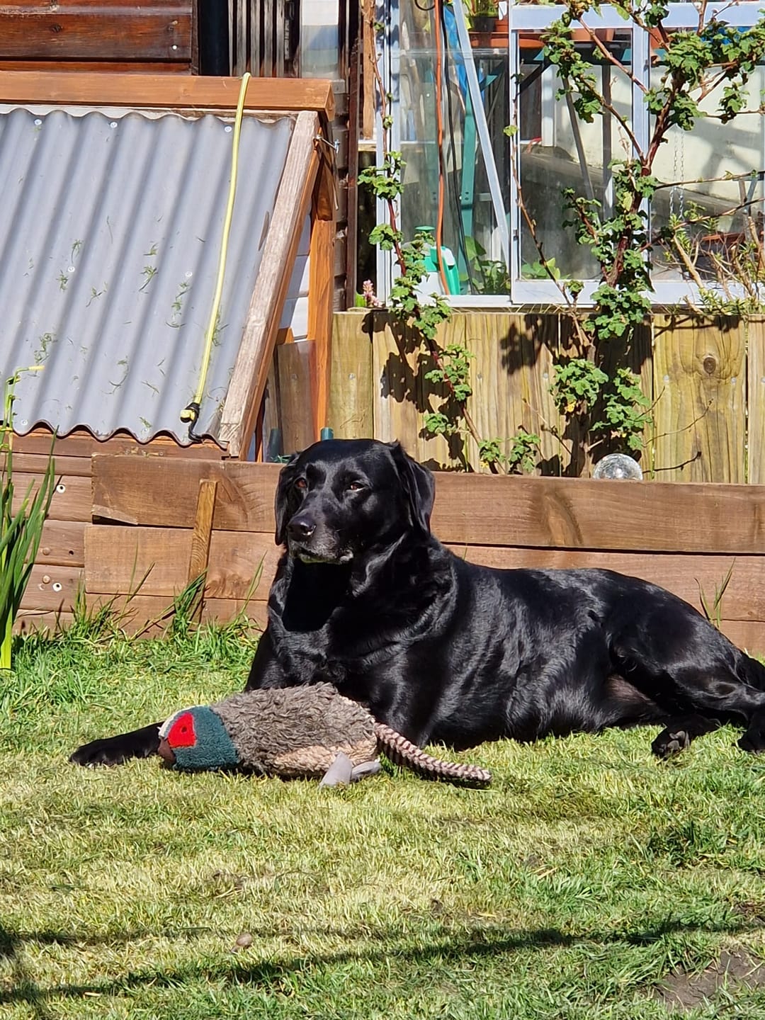 Customer photo review of collagen for dogs