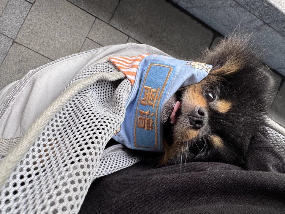 Customer photo review of Breathable Summer Pet Sling Carrier Bag With Pocket