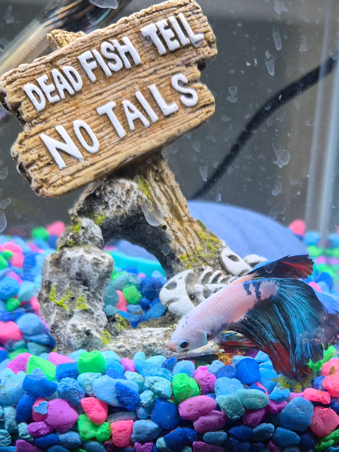 Customer photo review of Fancy Halfmoon Male Betta Fish High Grade | Buy 4 Get 1 Free | Mystery Betta