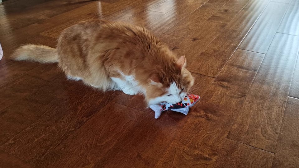 Customer photo review of 100% Natural Catnip Cat Toy