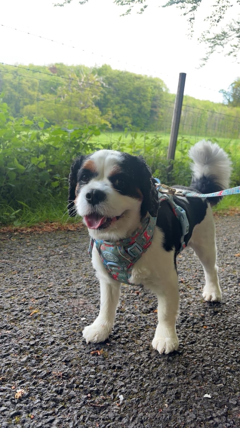 Customer photo review of Dinosaur Dog Harness – Dino Party Reflective No-Pull