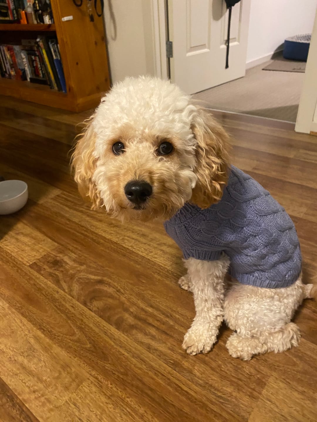 Customer photo review of Cable Knit Dog Sweaters