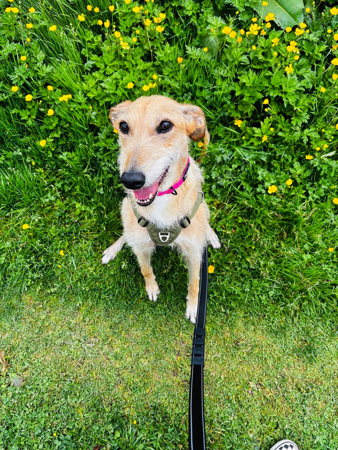 Customer photo review of Reflective City Leash Traffic Grip