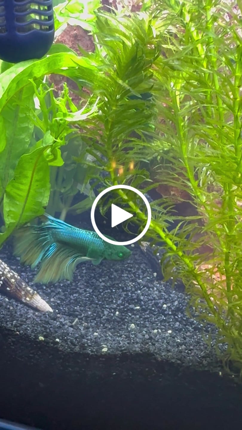 Customer video review of Black Hulk Halfmoon Male Betta Fish | You Pick Fish