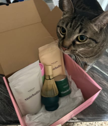 Un gato curioso mira dentro de la caja abierta del reseñador que contiene el set de Té Matcha Ceremonial Daily.