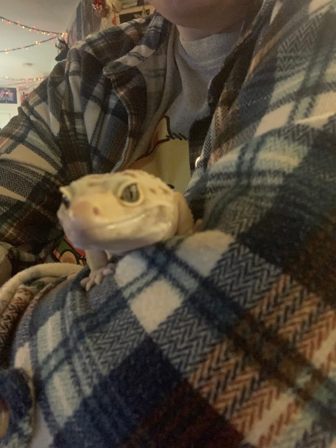 Customer photo review of Male Mandrian Bold Super Hypo White Spot