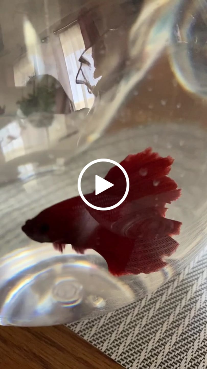 Customer video review of Halfmoon Red Betta Fish (Male)