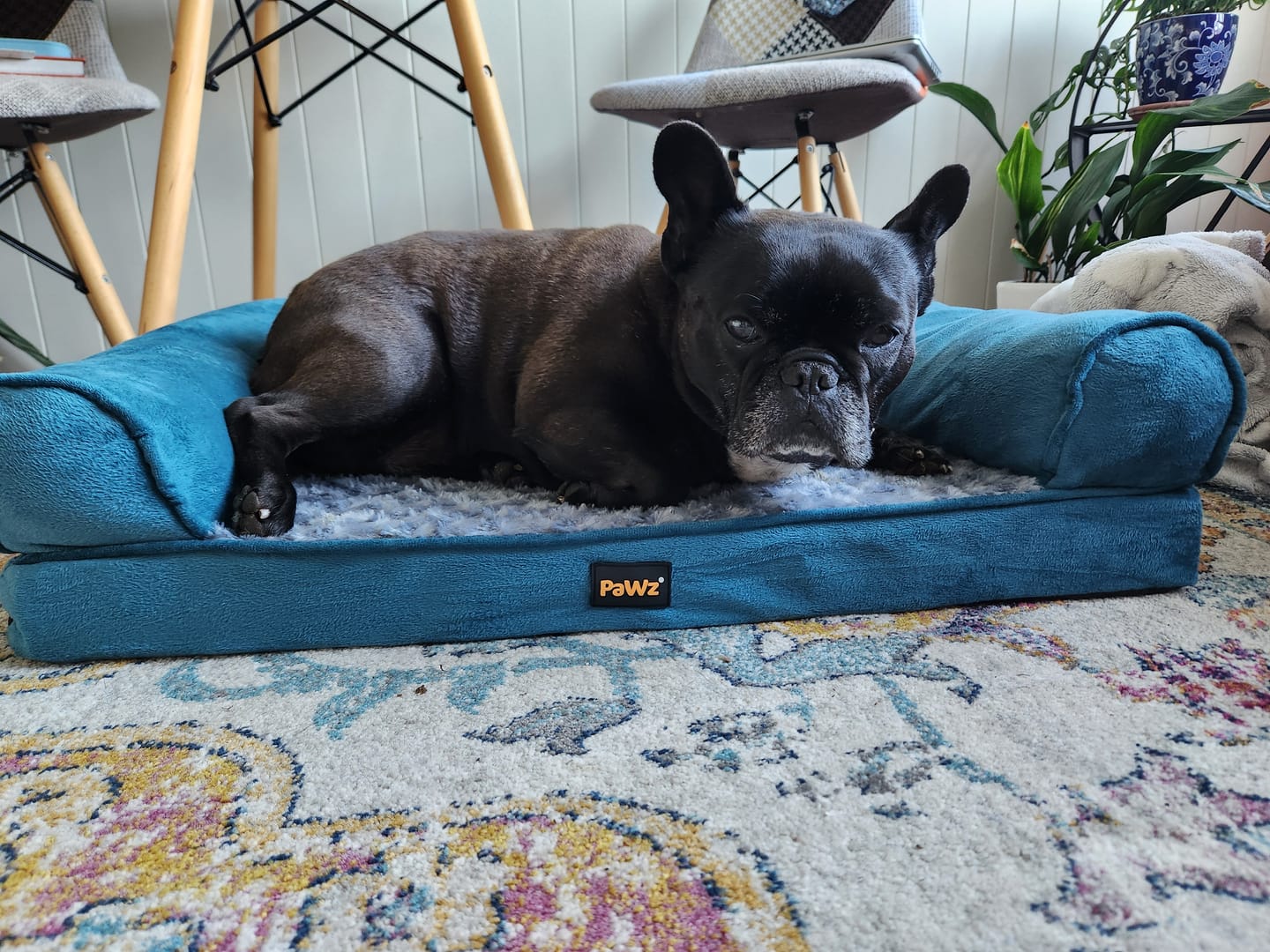Customer photo review of Pet Sofa Bed