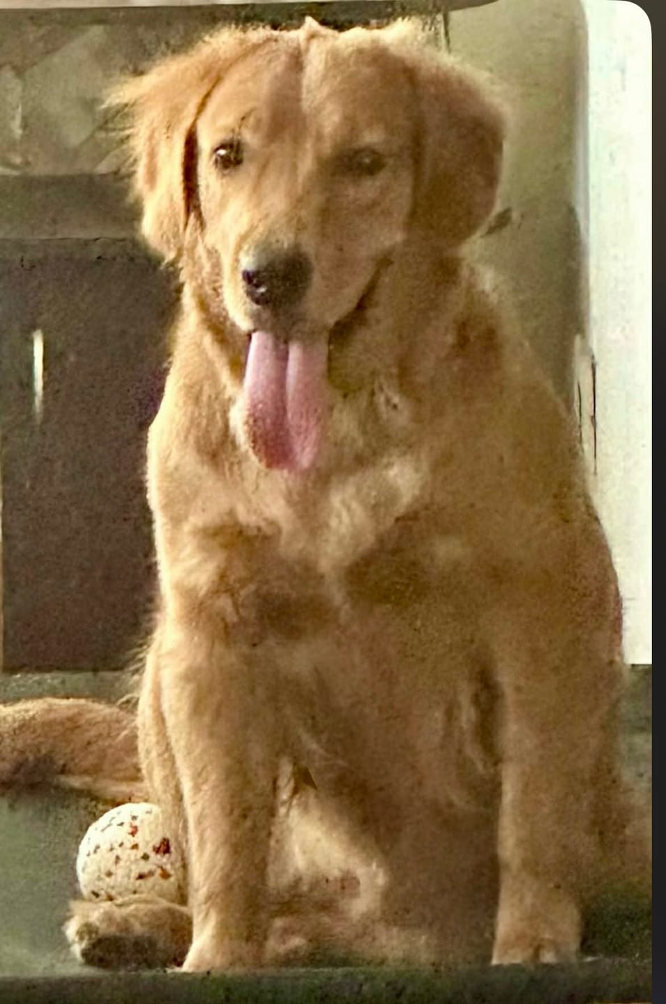 Customer photo review of Sulfate Free Dog Grooming Shampoo