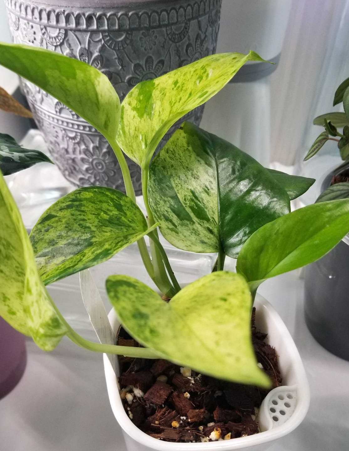 Customer photo review of Pothos Epipremnum aureum 'Jessenia'
