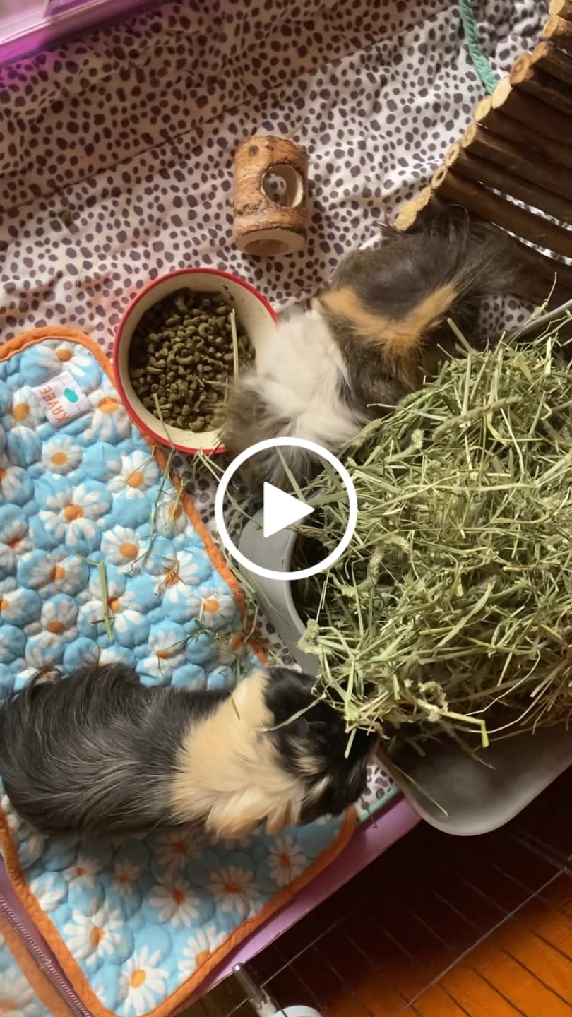 Customer video review of First Cut Timothy Hay - Ultra Premium Canadian Hay for Rabbits and Guinea Pigs