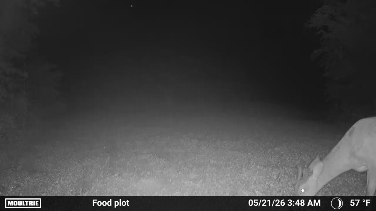 Customer photo review of Comeback Kid™ Food Plot Seed