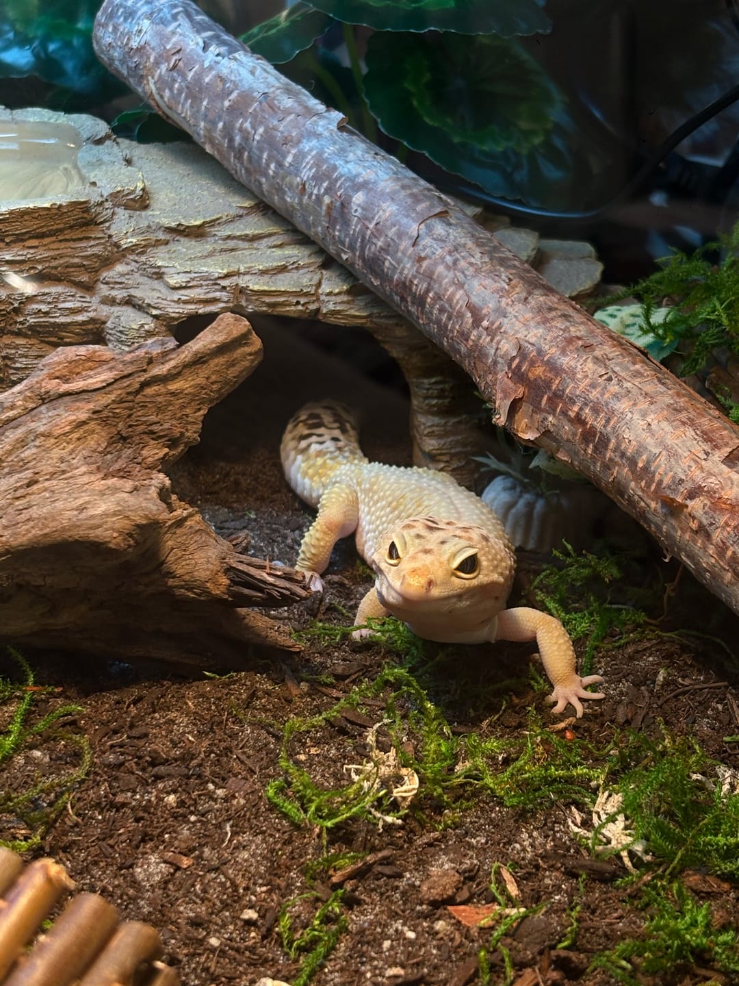 Customer photo review of Male Mandrain Bold Super Hypo