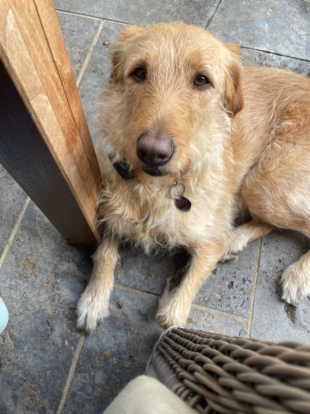 Customer photo review of Zpray für Hunde und Menschen gegen Zecken, Flöhe, Milben & Mücken