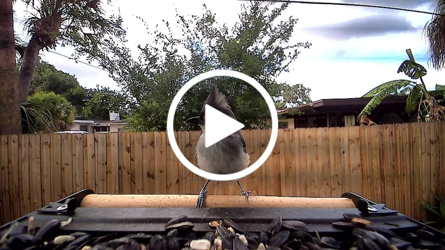 Customer video review of Birdfy Feeder Metal 2 4K - Smart Metal Feeder with Camera