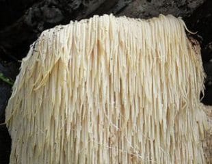 Customer photo review of Australian Grown Shiitake Mushroom