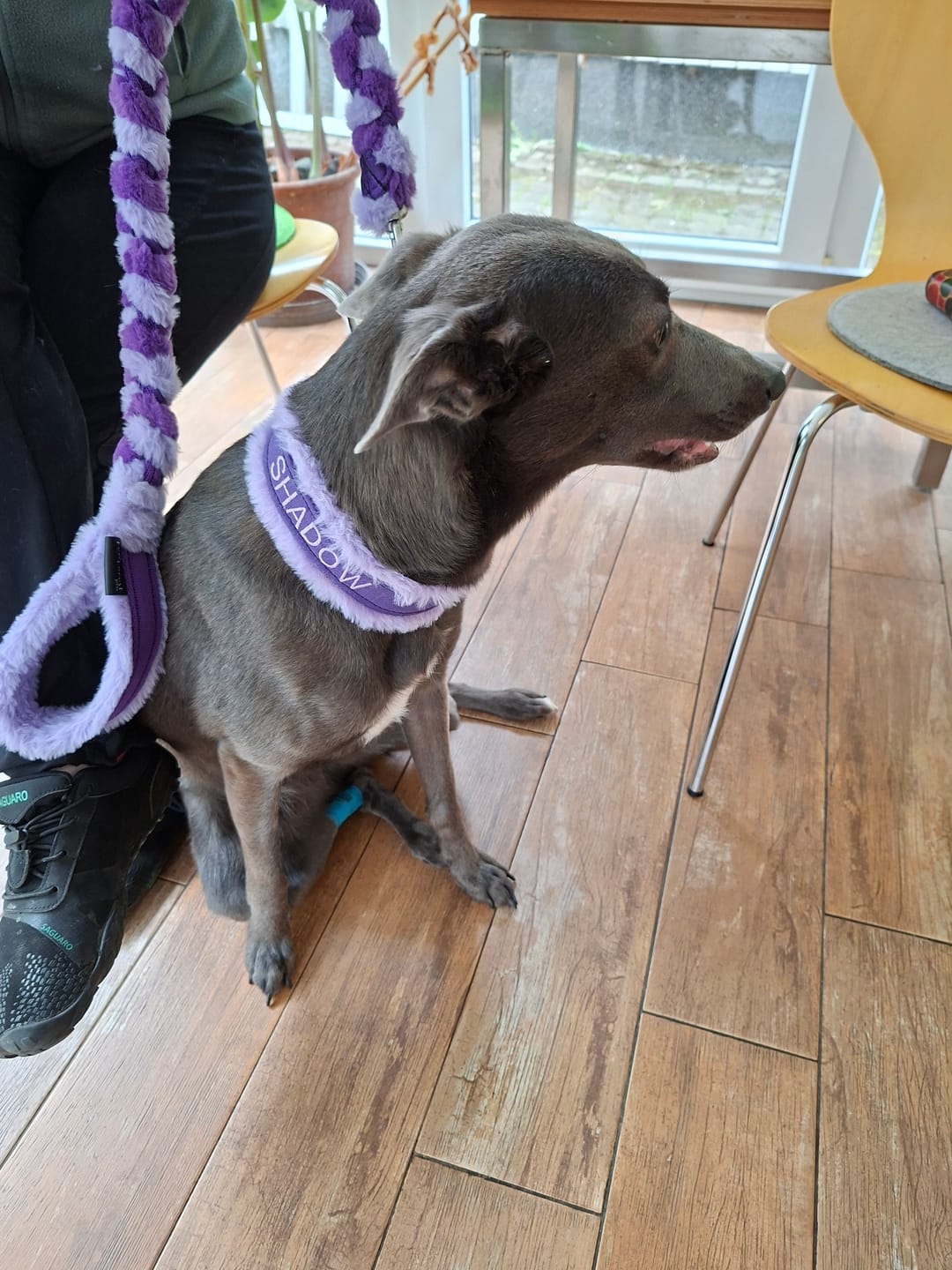 Customer photo review of Custom Collar & Lead Set