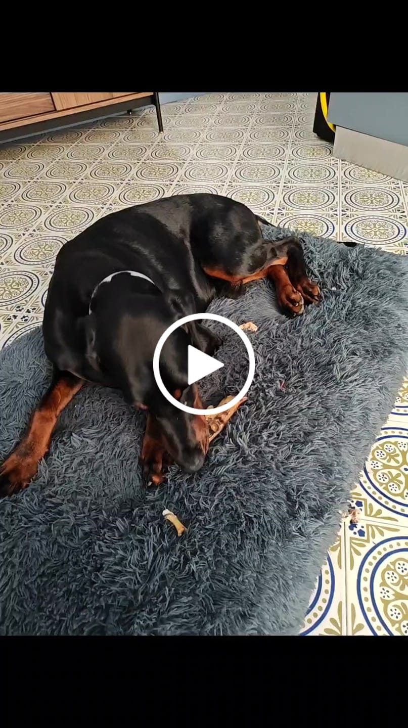 Customer video review of Zampa di Maiale