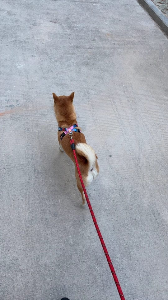 Customer photo review of Colorful PRO No Choke Dog Harness – X-Style Trachea Protection, Single or Set with a 3-in-1 Shock-Absorbing Leash