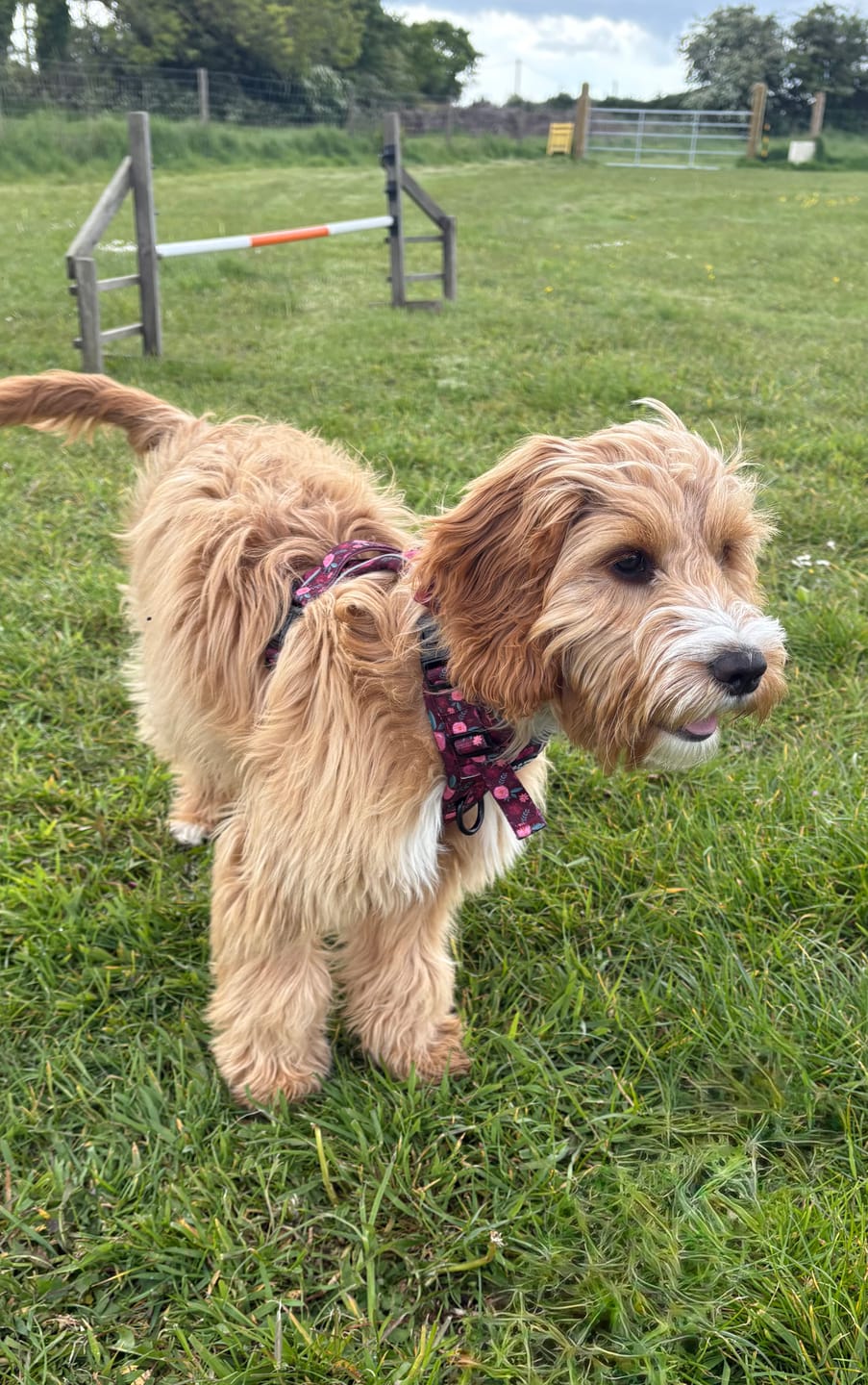 Customer photo review of Tough Trails™ Harness - Mable's Meadow