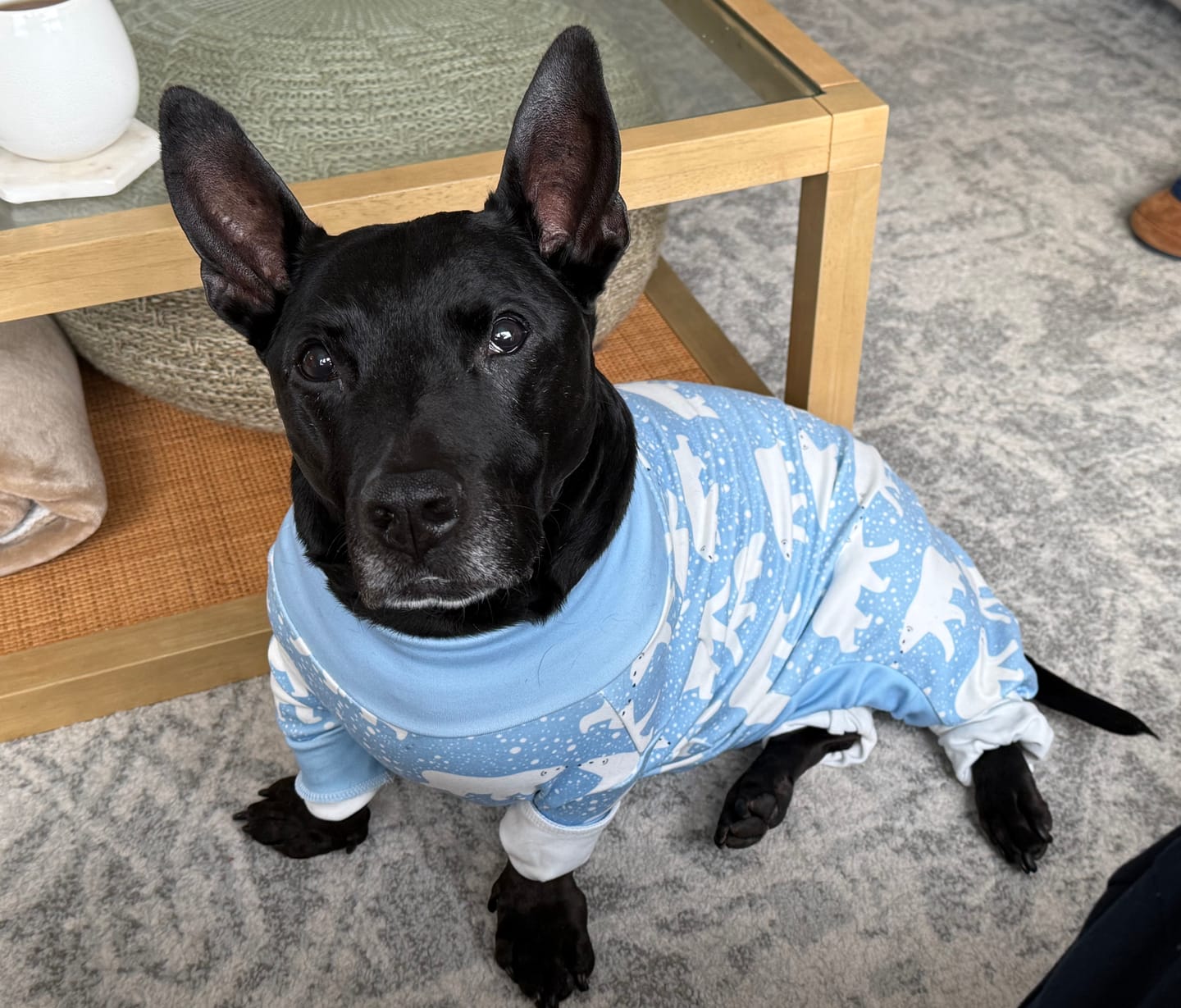 Customer photo review of Dog Pajama - Snowy Polar Bear