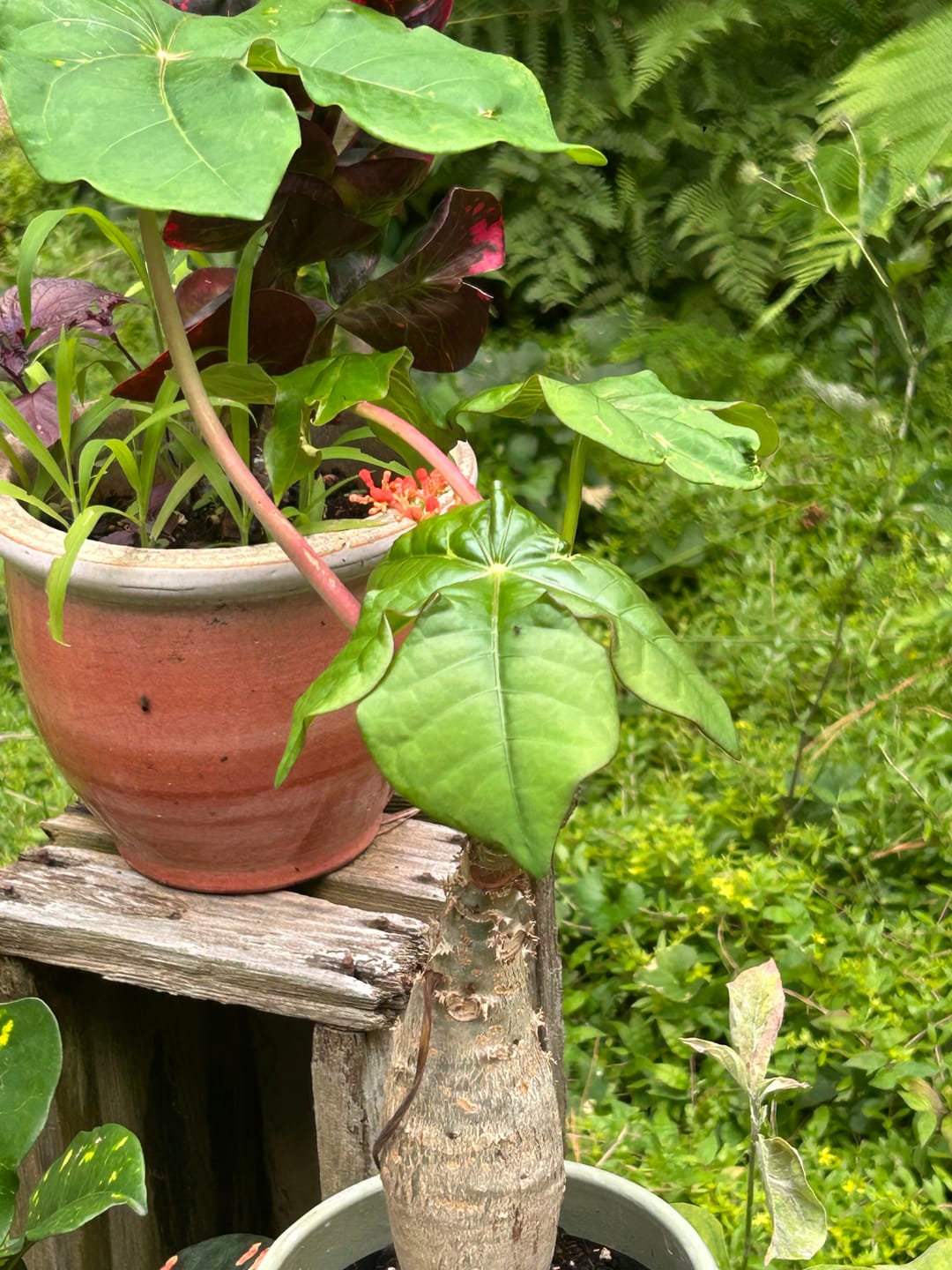 Customer photo review of Jatropha podagrica ‘Buddha Belly’