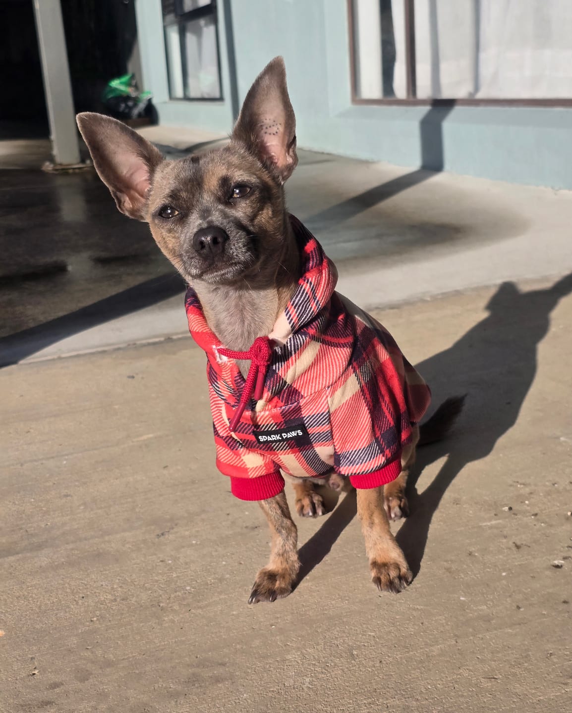 Customer photo review of Plaid Dog Hoodies