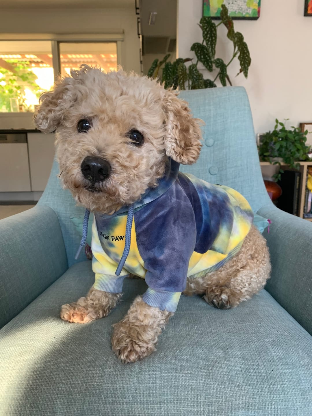 Customer photo review of Forest Camo Dog Hoodie