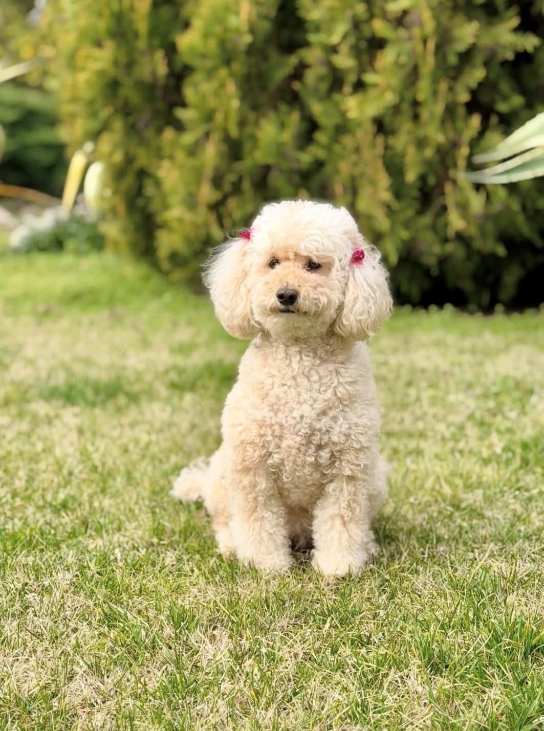 Customer photo review of The Good Boy