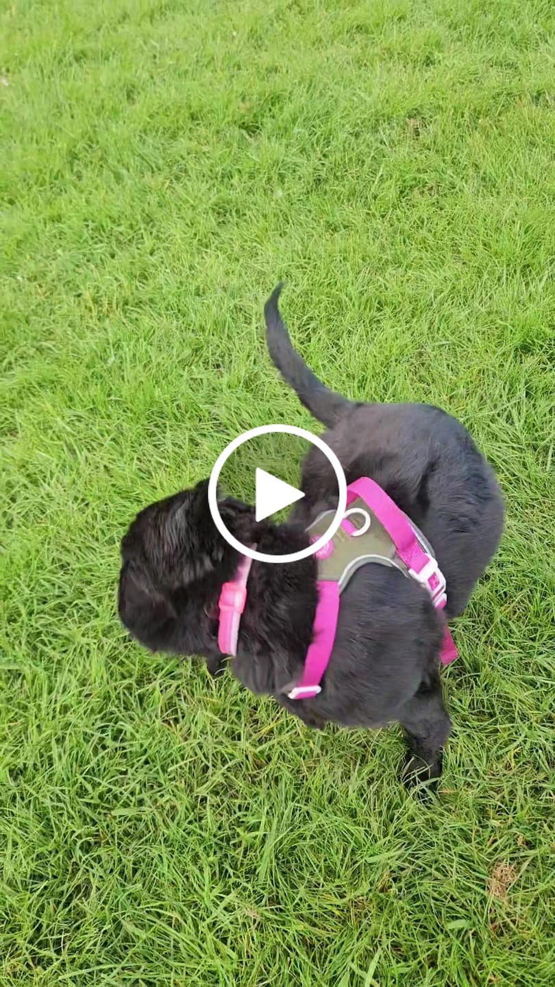 Customer video review of Trail & Glow Dog Harness - COLOUR DROPS® - Olive it Hot
