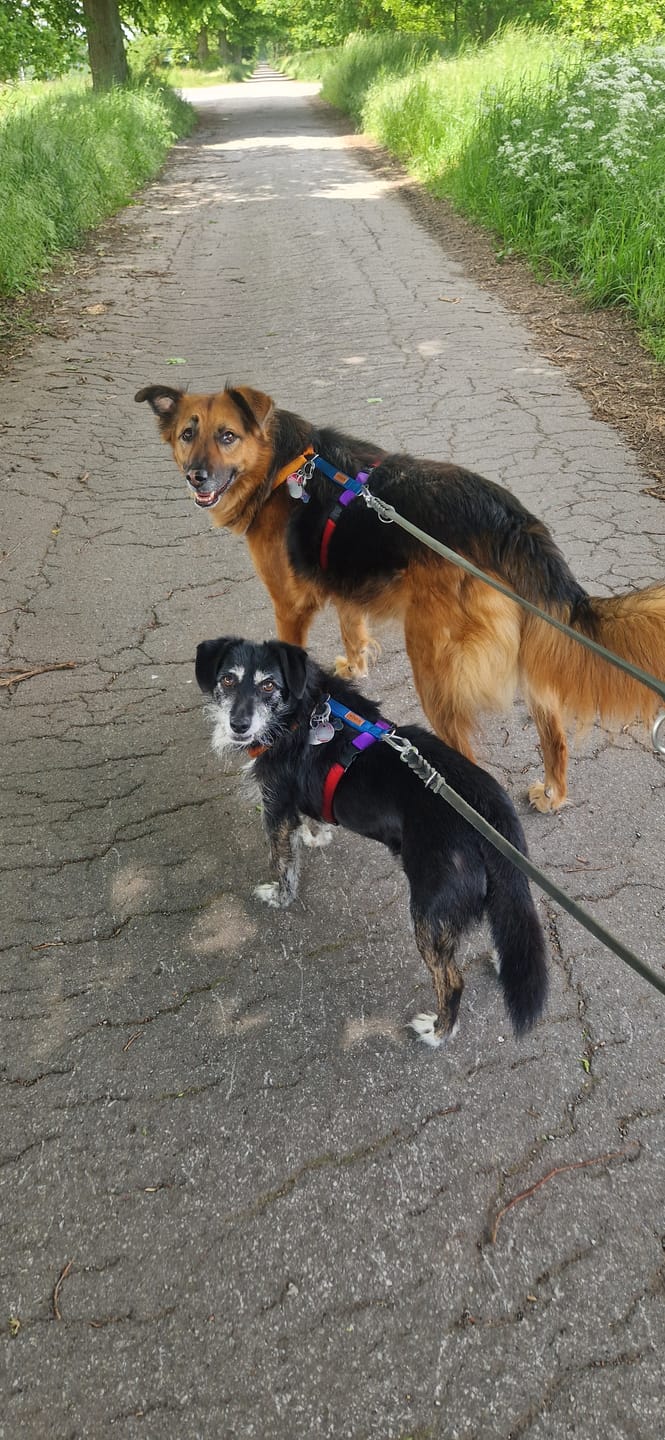 Customer photo review of Premium Hundegeschirr gepolstert
