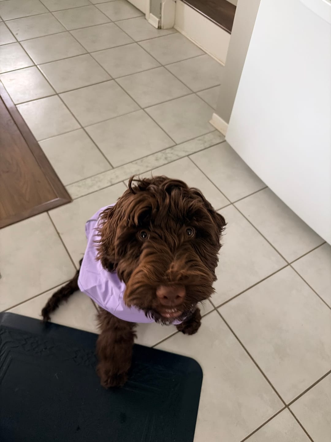 Customer photo review of Breatheshield™ Dog Raincoat - Purple