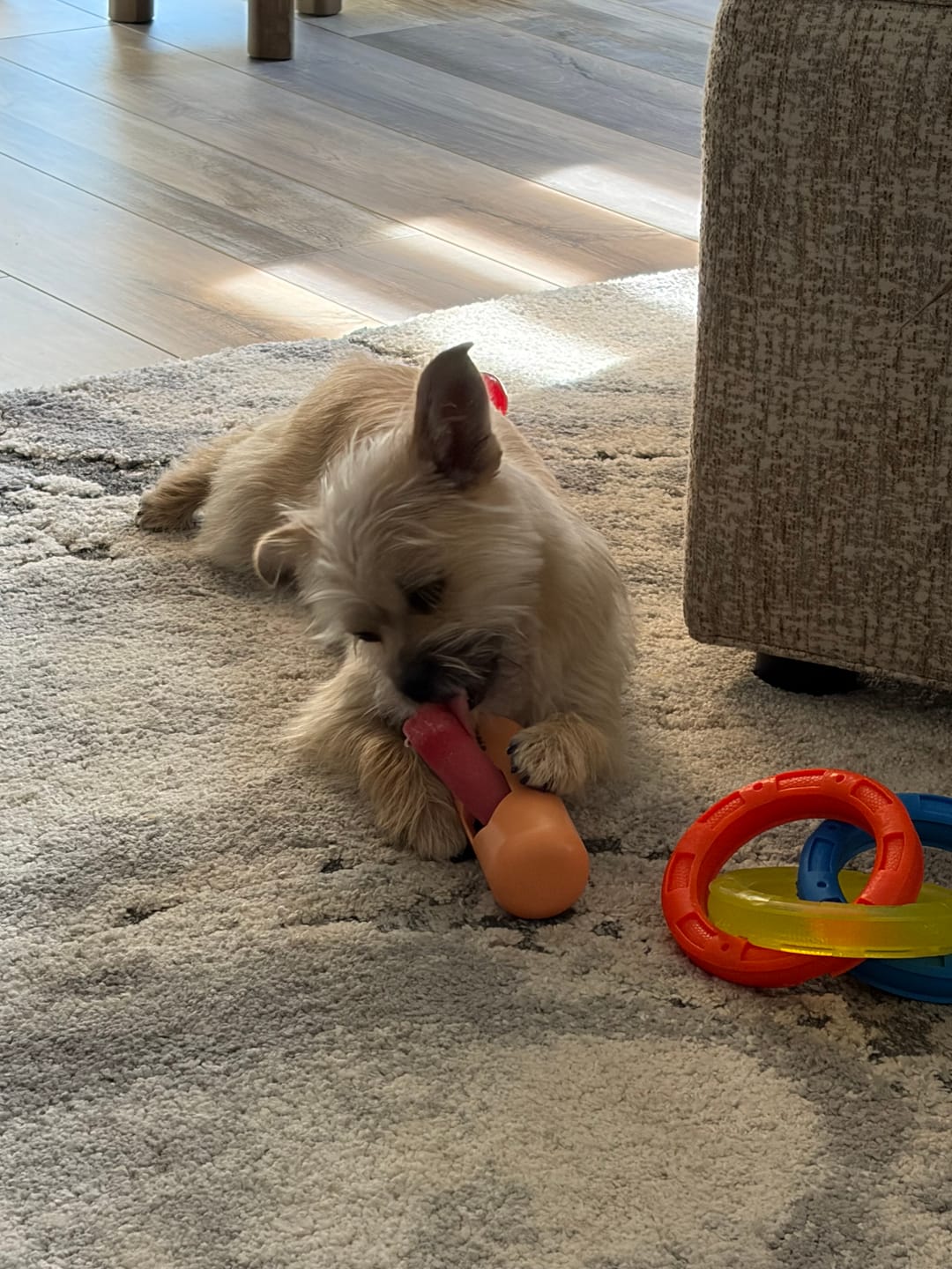 Customer photo review of Long-Lasting Yak Chews — 6 Flavor Pack