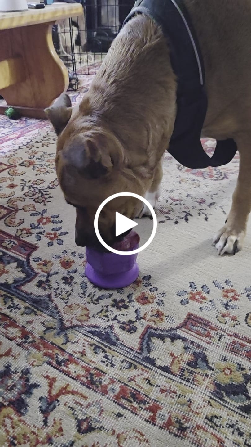 Customer video review of FreezCup - Long-Lasting Chew Fun