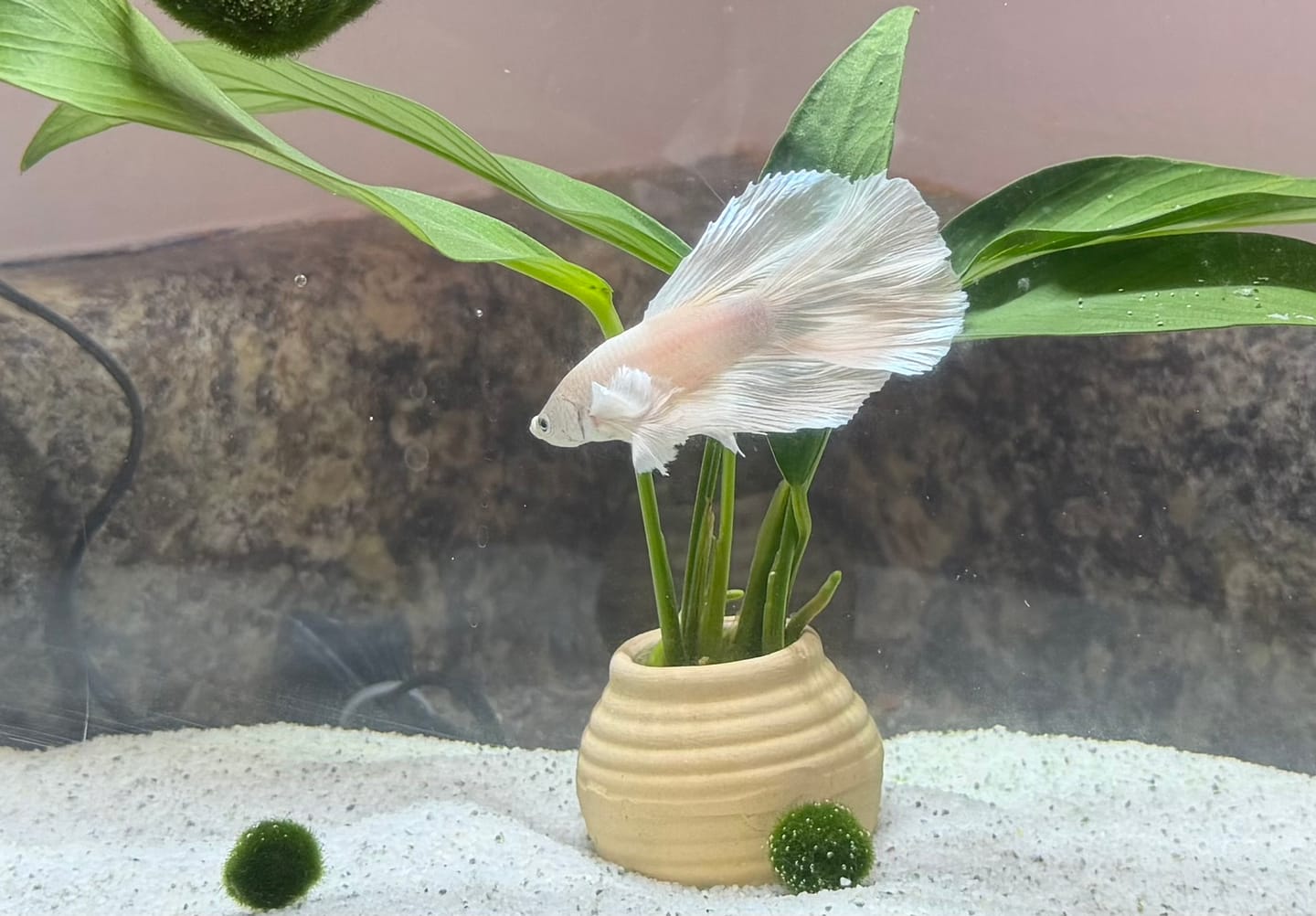 Customer photo review of Super White Dumbo Ear Halfmoon Male Betta Fish