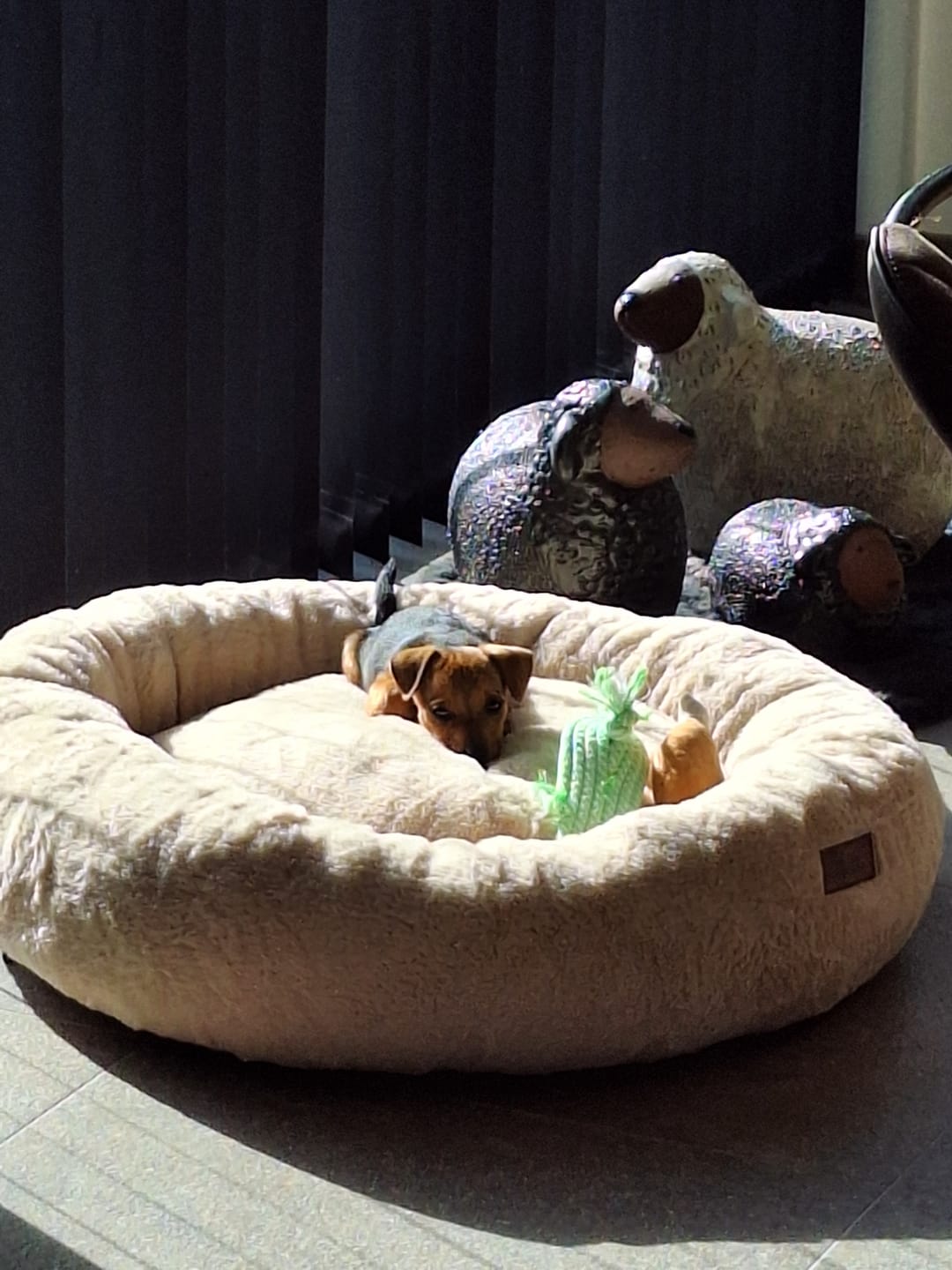Customer photo review of Pet Perfect Orthopedische Donutmand