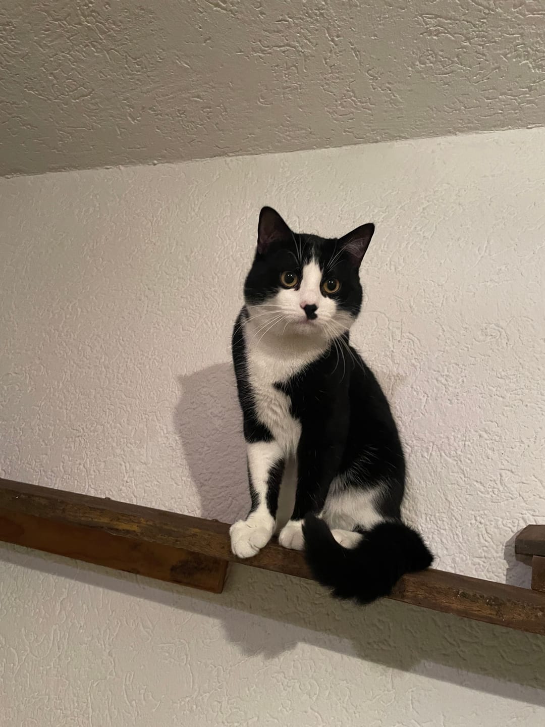 Customer photo review of Katzenklo Schaufel