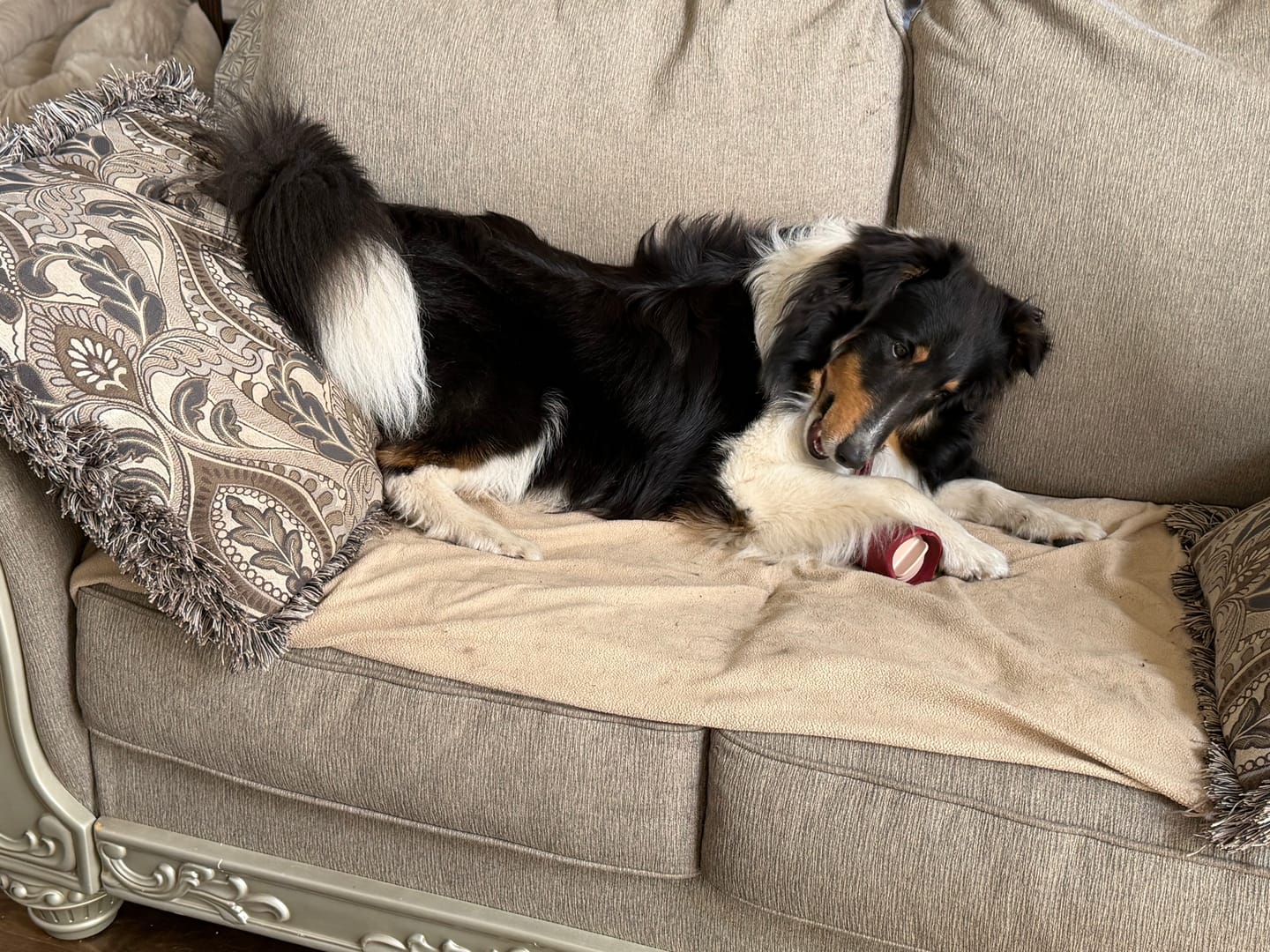 Customer photo review of 6 Inch Standard Bully Stick