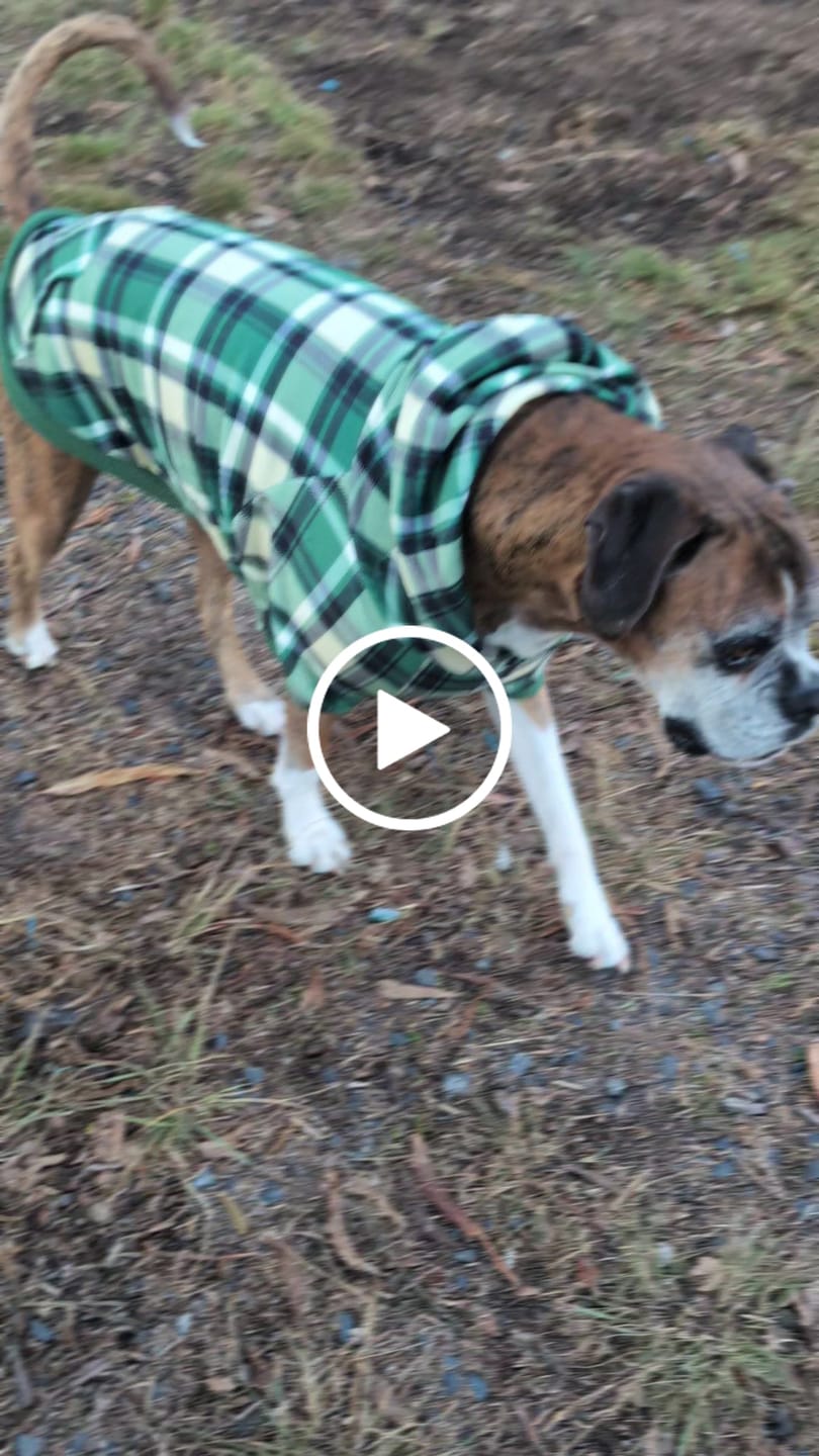 Customer video review of Plaid Dog Hoodies