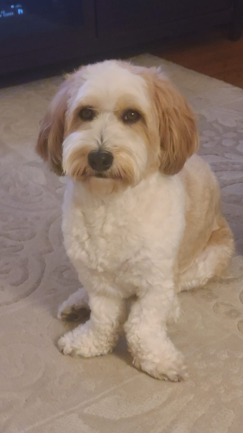 Customer photo review of Himalayan Yak Chew (LARGE)