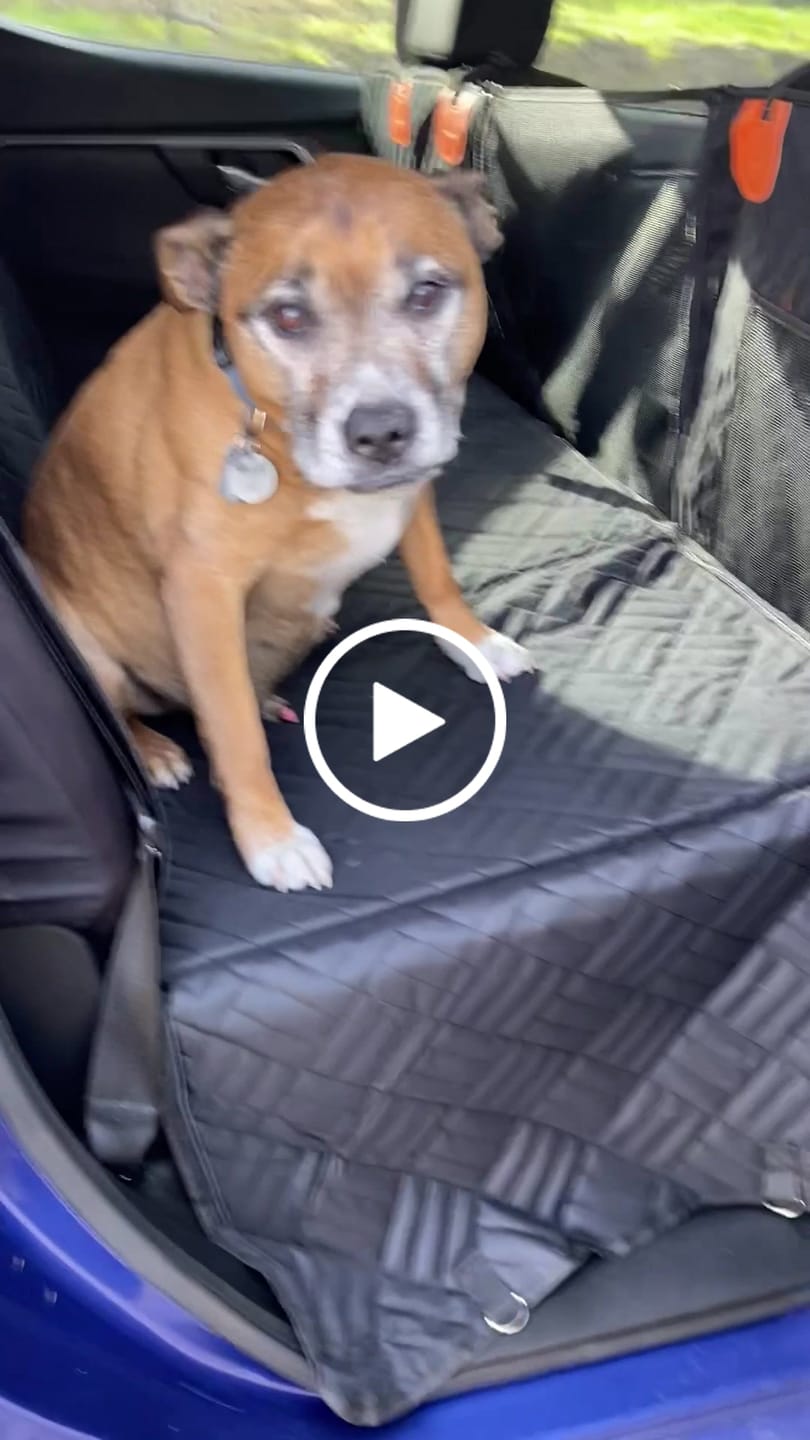 Customer video review of Companion&Co™ Hard Bottom Car Seat Cover