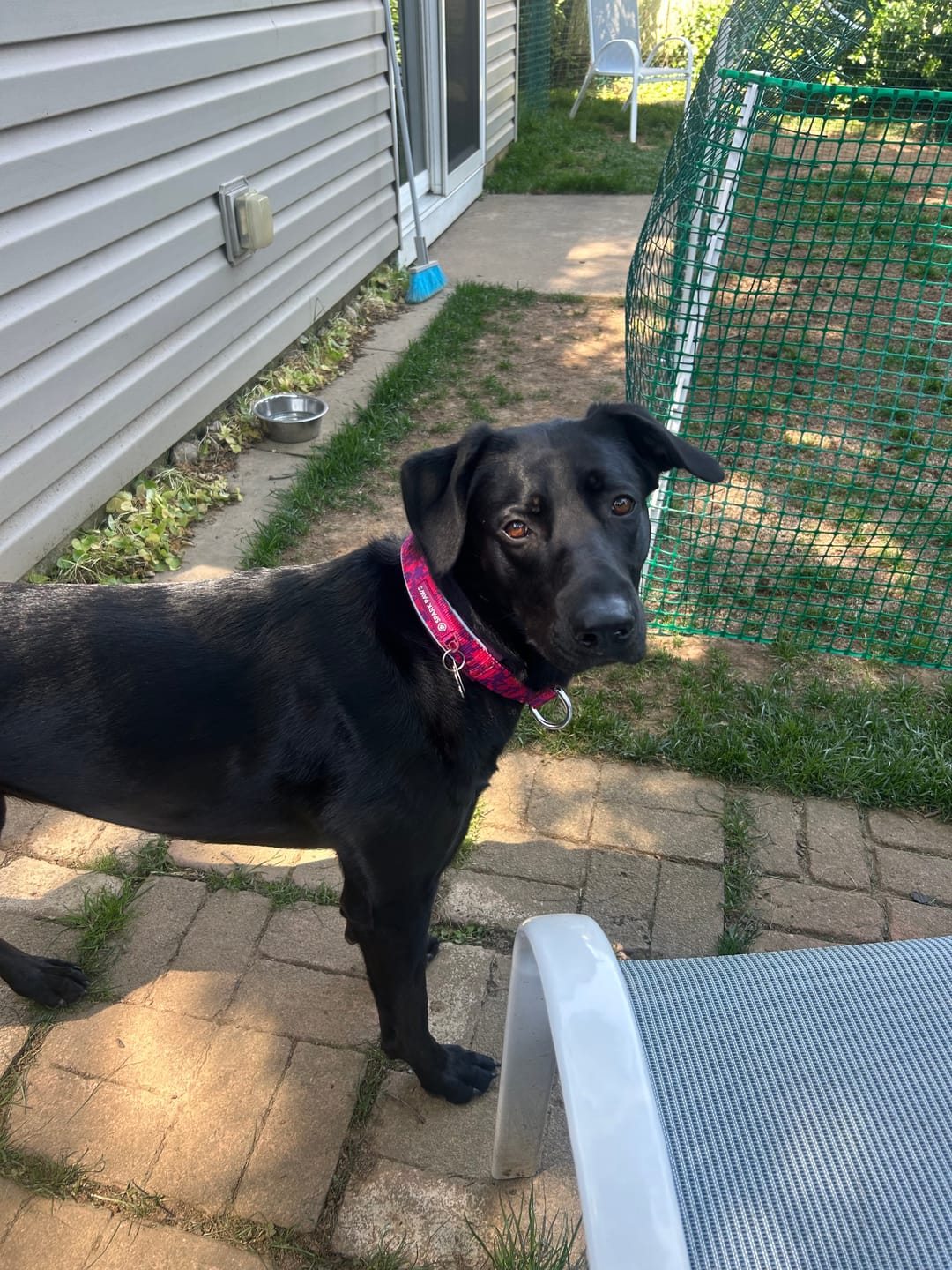 Customer photo review of Cushioned Martingale Collar - Fuchsia Camo