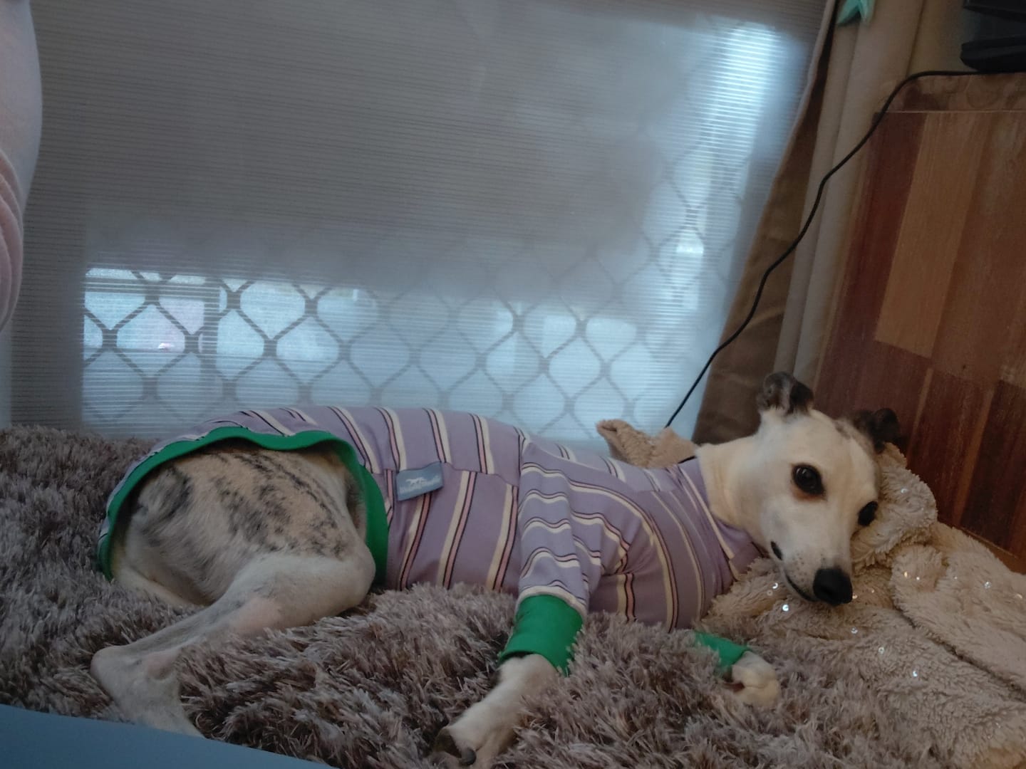 Customer photo review of Premium SuperMat Calming Bed