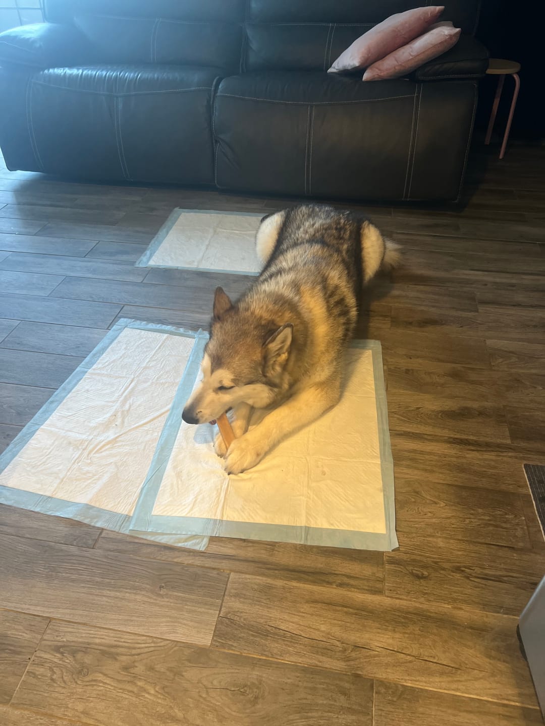 Customer photo review of Gift Bundle: 2 Large Yak Chews and a 6" Hickory Smoked Bully Stick