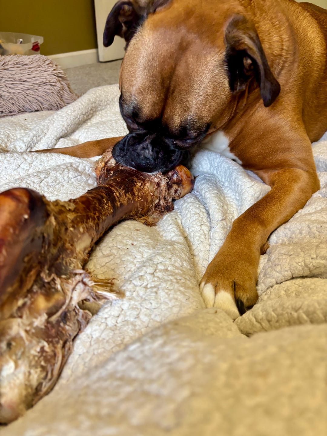 Customer photo review of Smoked Dinosaur Bones